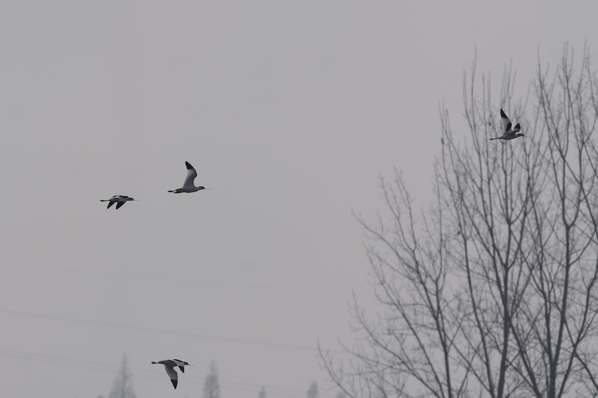 Pied Avocet - ML650736320