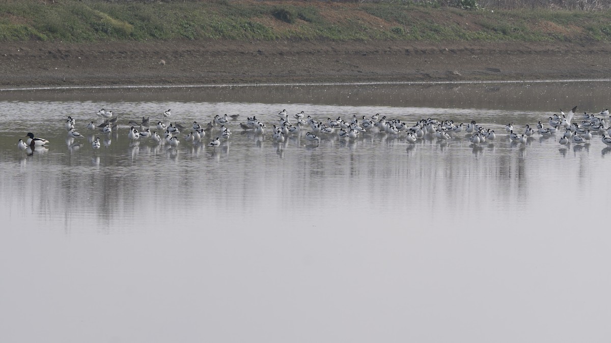 Pied Avocet - ML650736321