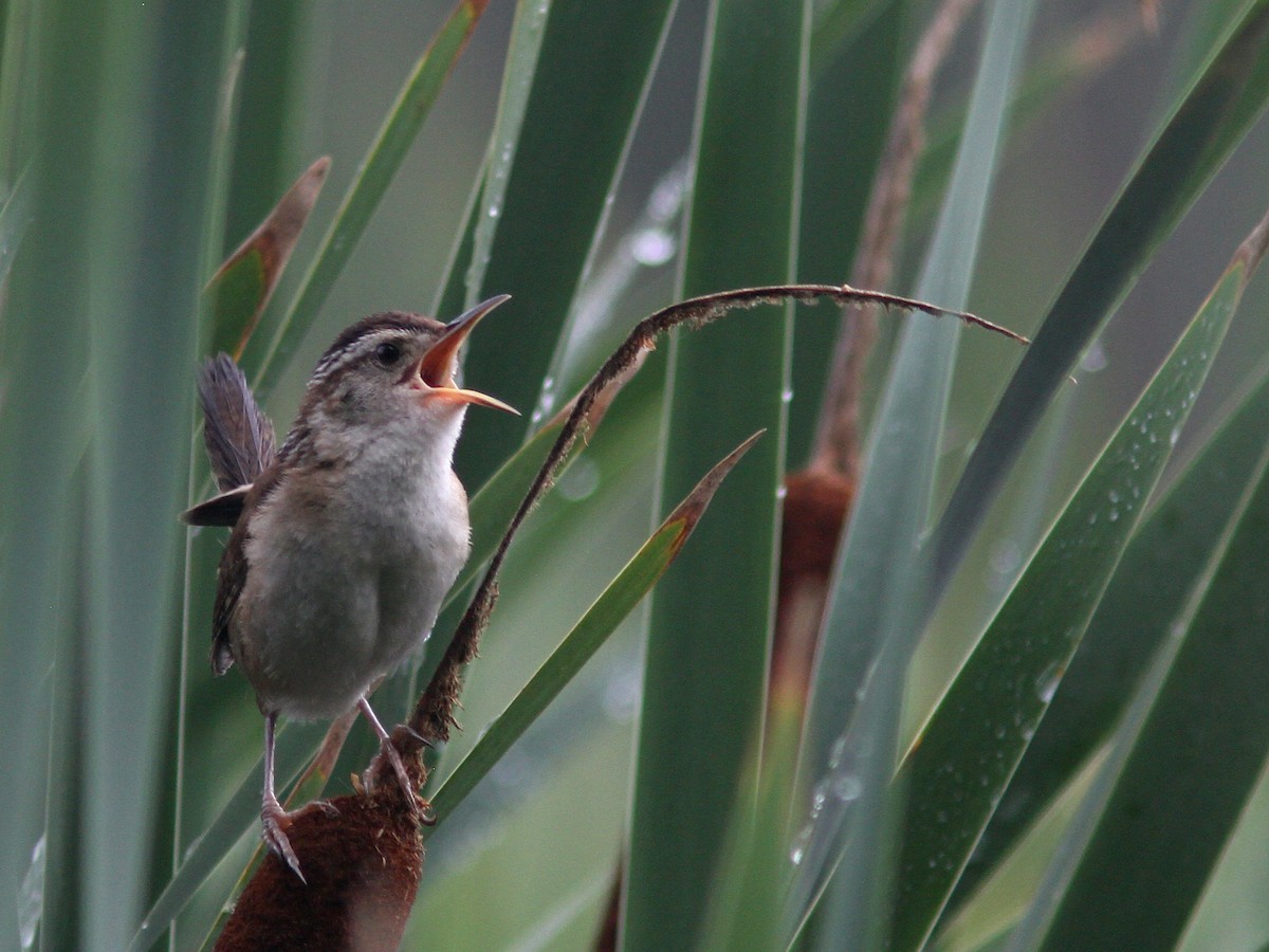 Marsh Wren - ML65073641