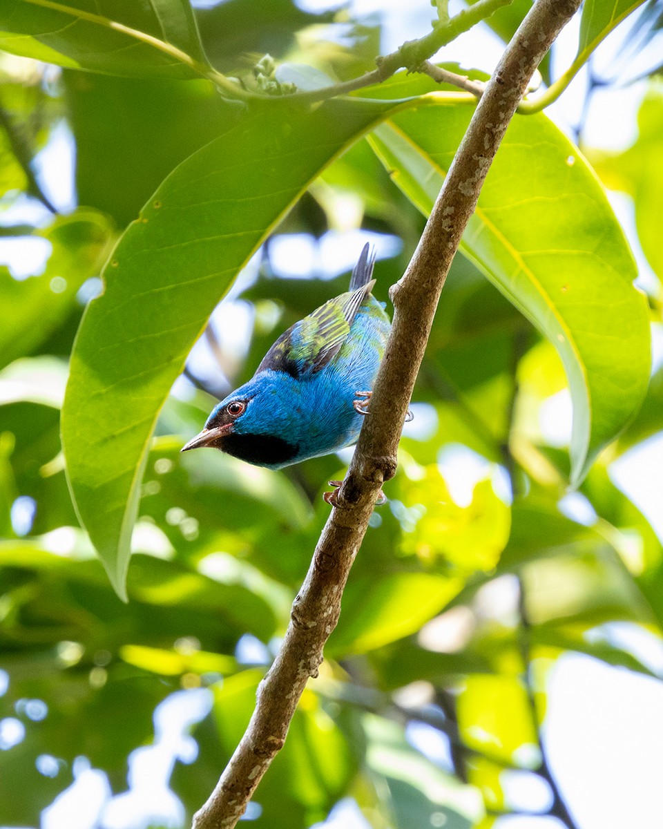 ヒワミツドリ - ML650736426