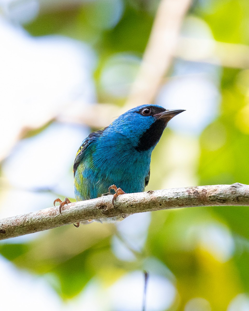 ヒワミツドリ - ML650736427