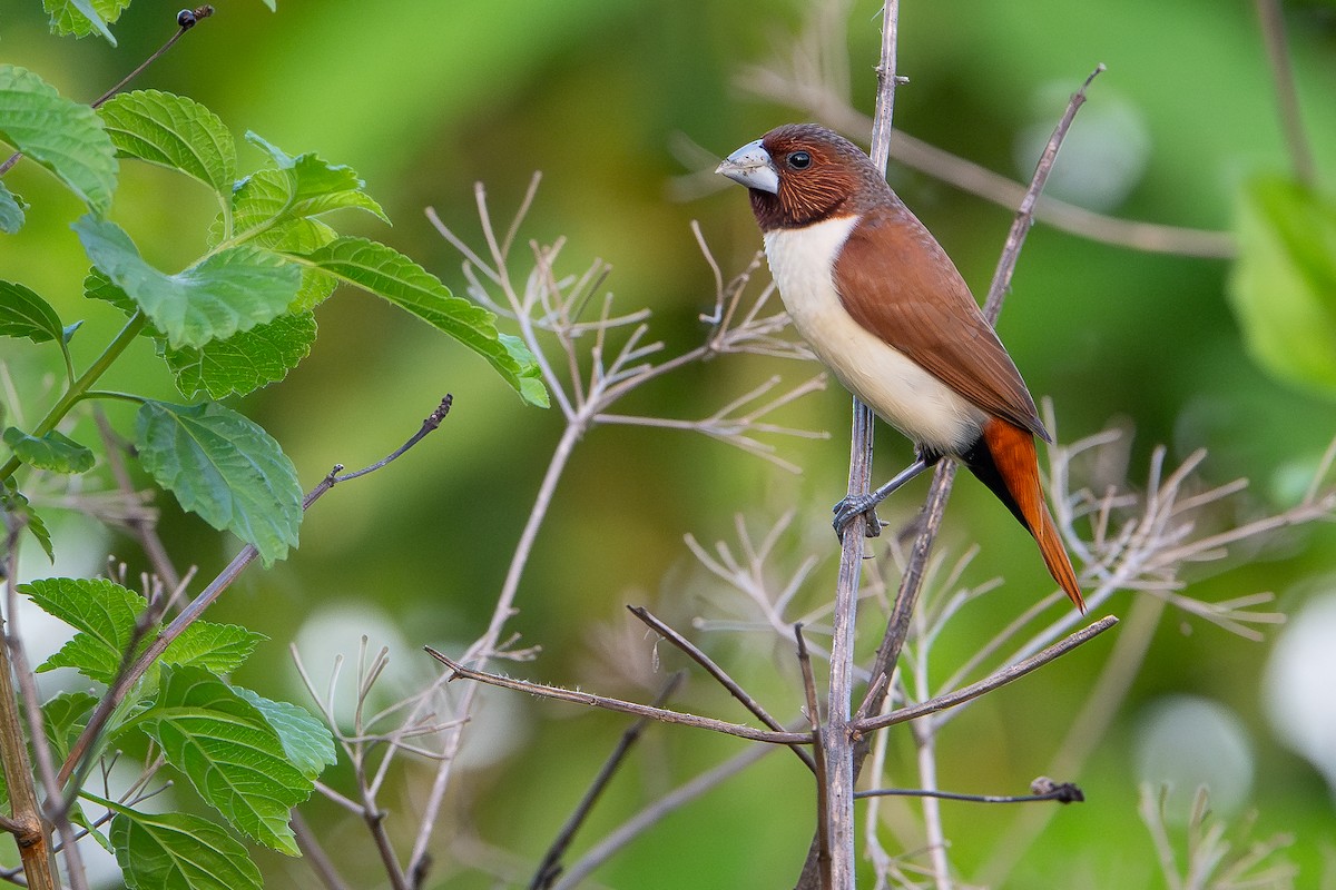 Five-colored Munia - ML650736488