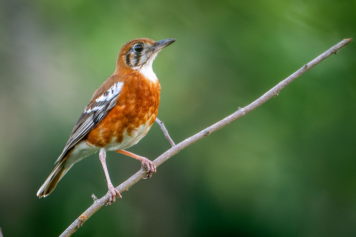 Orange-banded Thrush - ML650736491