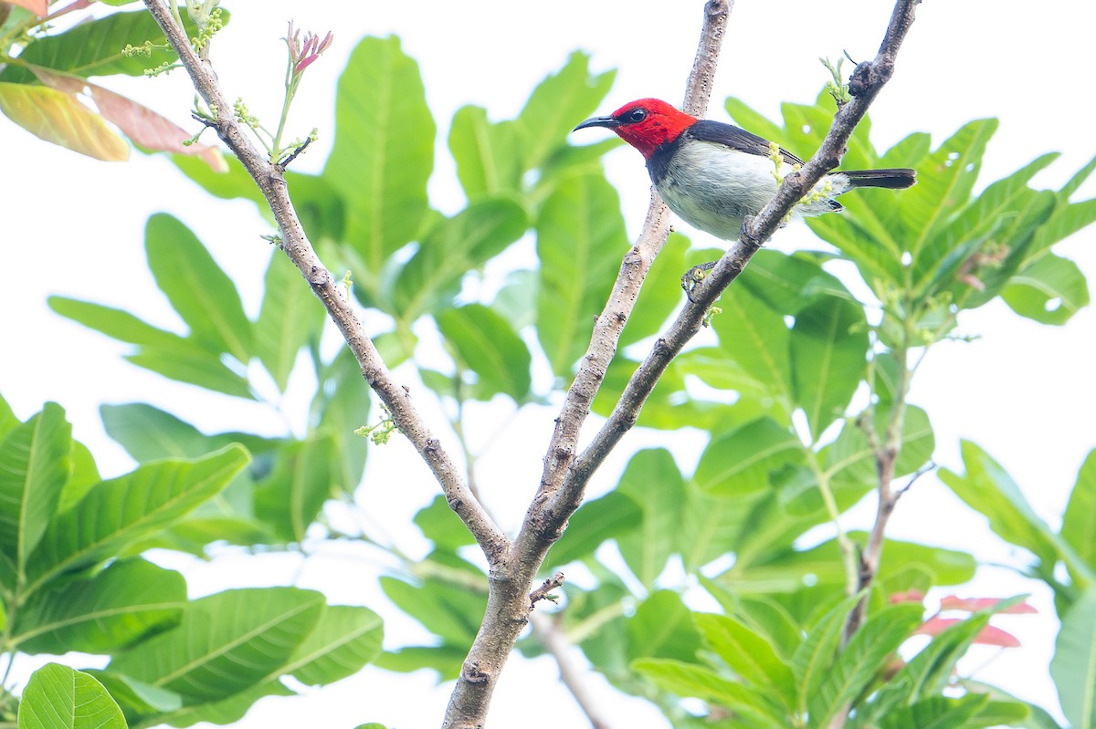 Banda Myzomela (Babar) - ML650736516