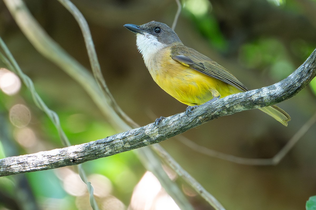 Babar Whistler - ML650736518