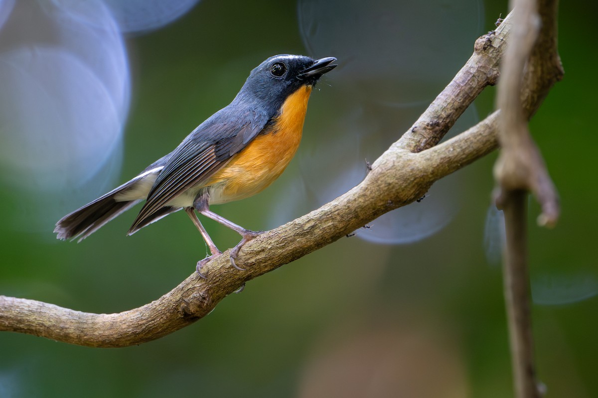 Snowy-browed Flycatcher - ML650736521