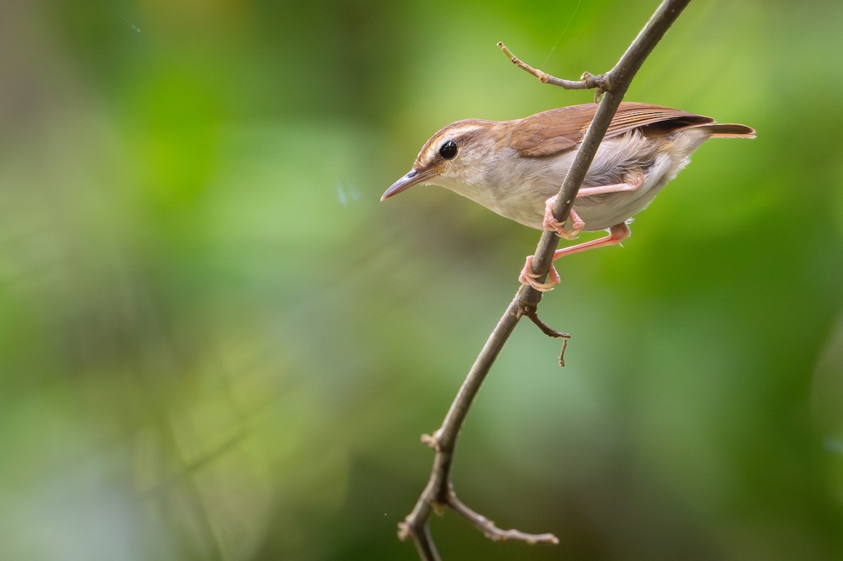 Timor Stubtail - ML650736523