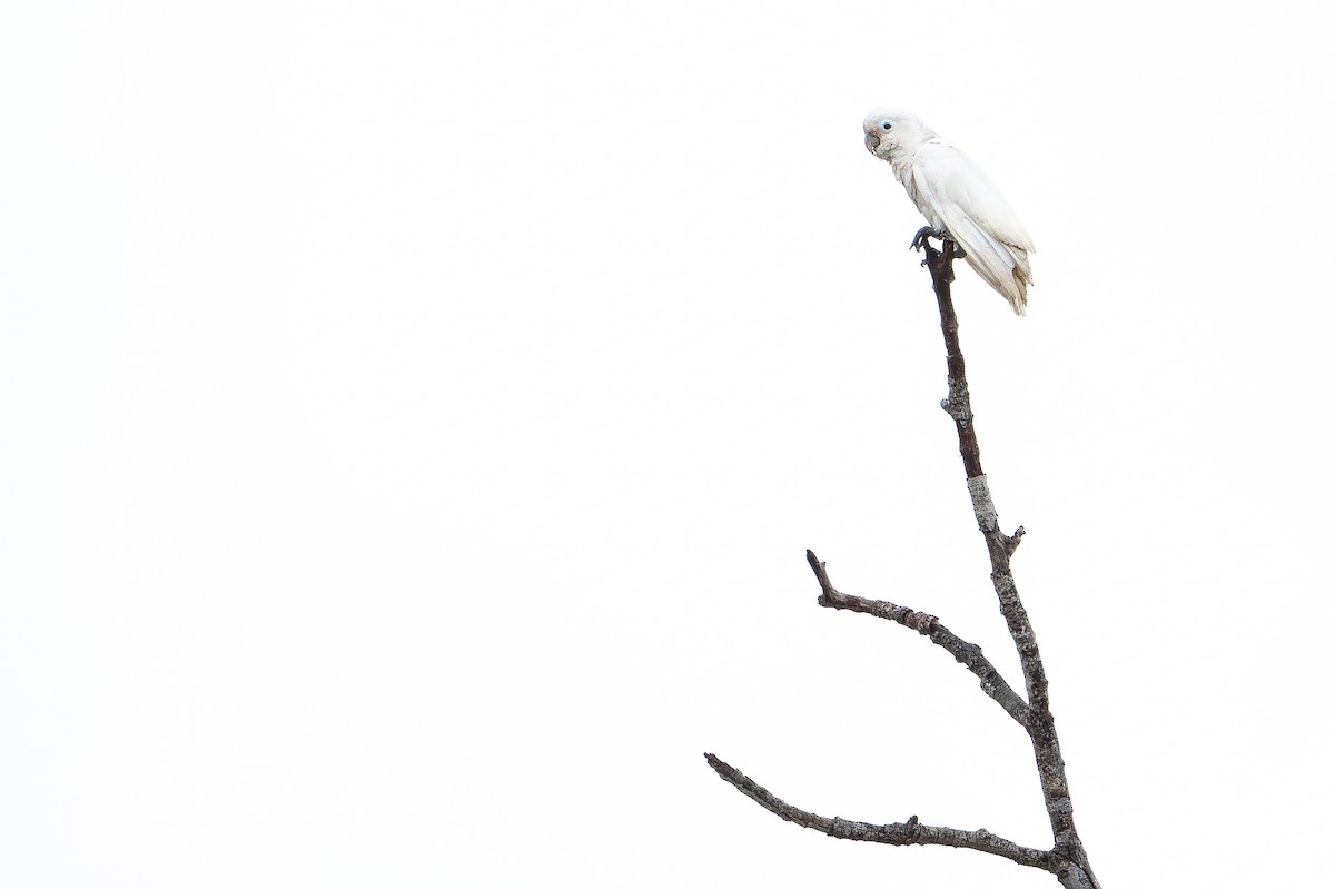 Tanimbar Corella - ML650736530