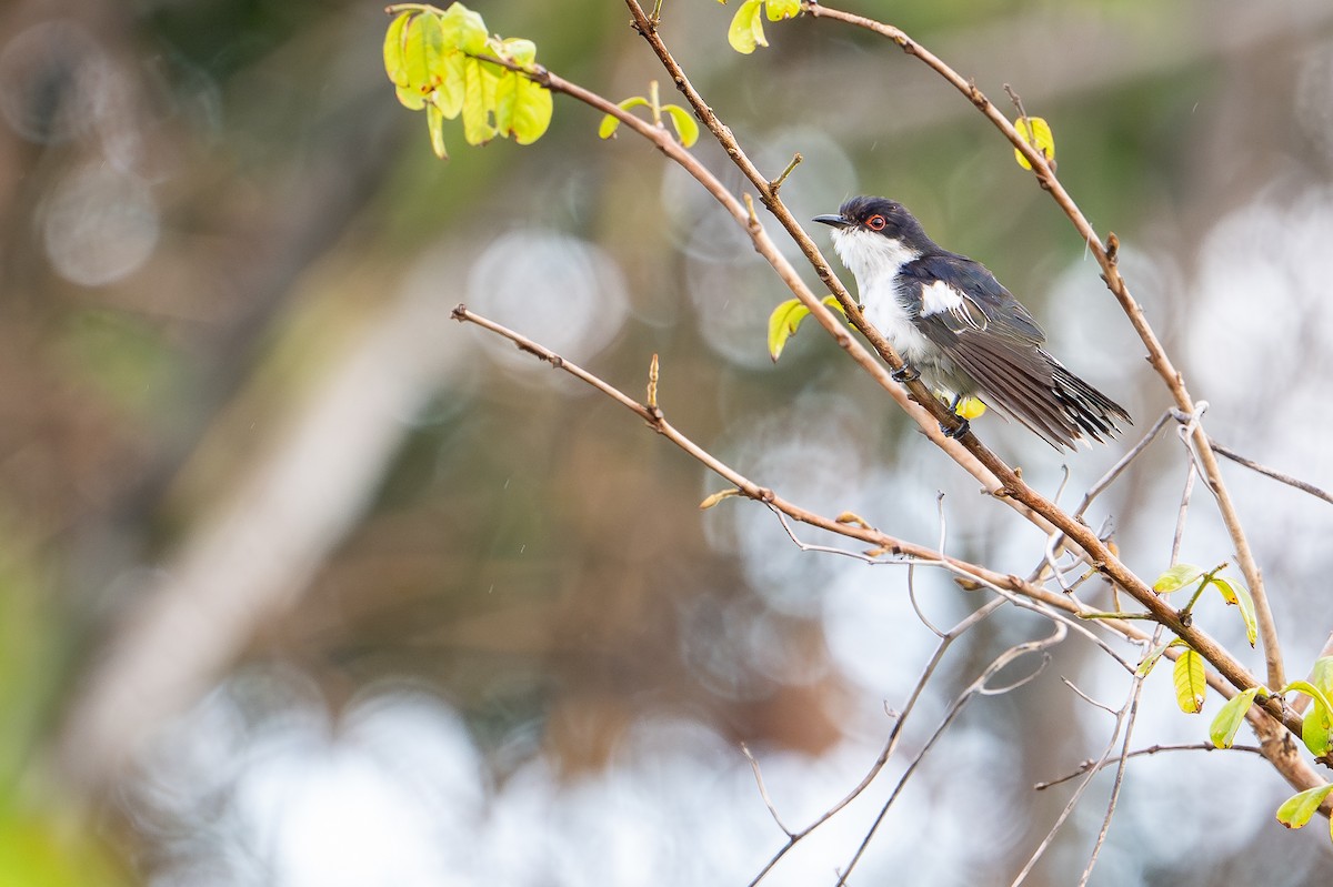 Pied Bronze-Cuckoo - ML650736531