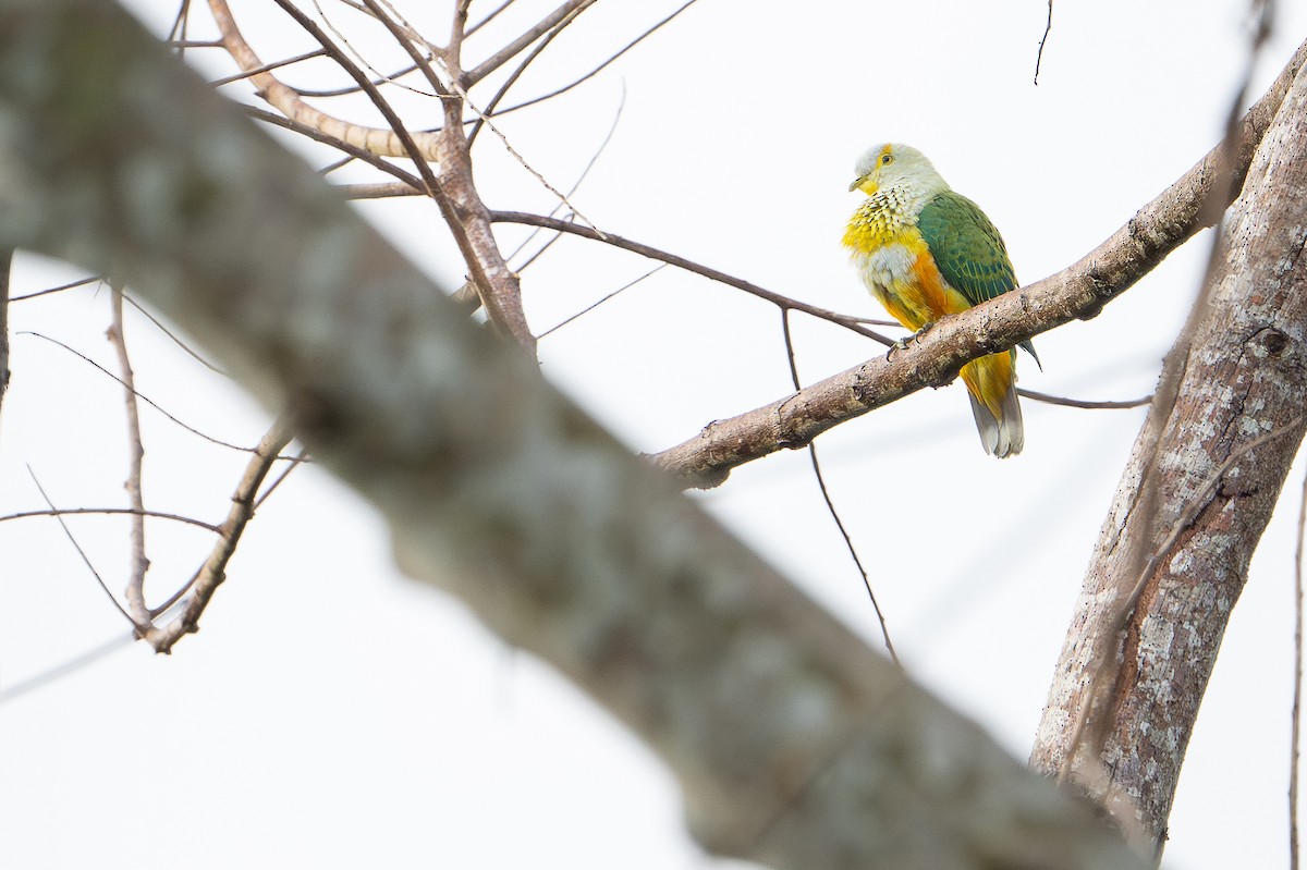 Rose-crowned Fruit-Dove (Gray-crowned) - ML650736533
