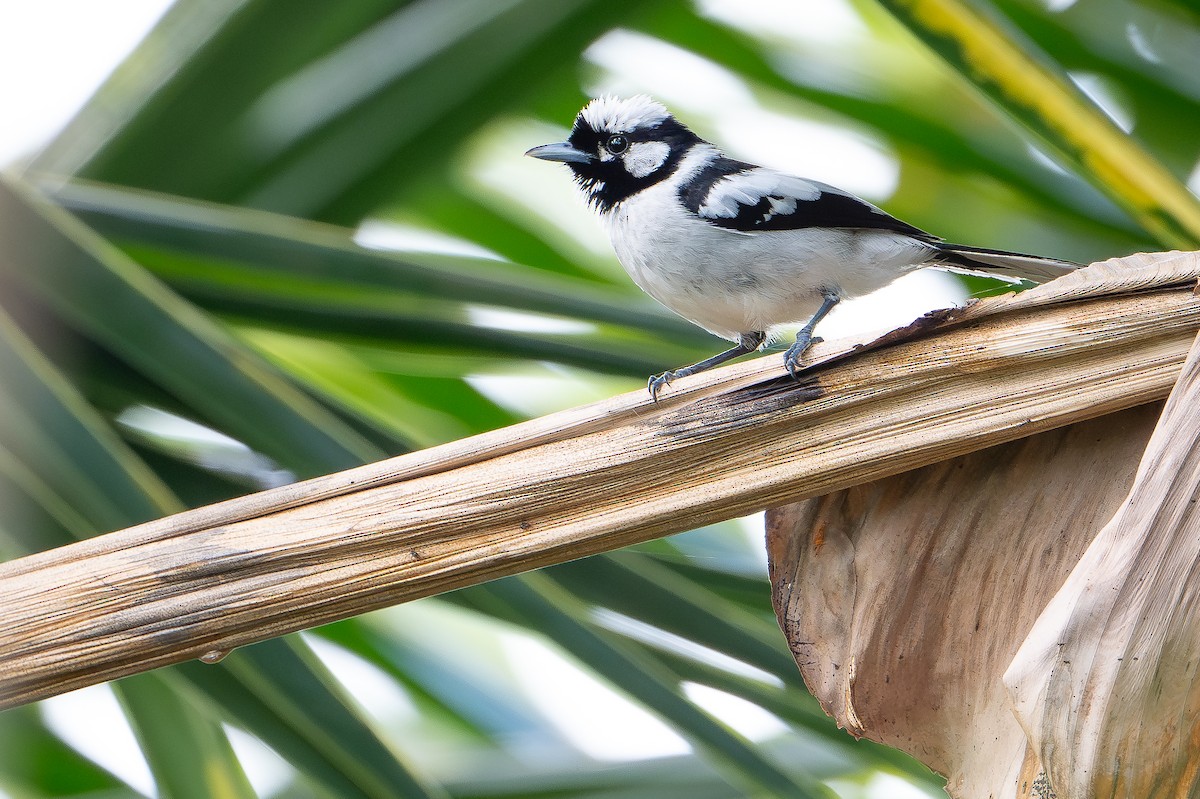 Tanimbar Monarch - ML650736537