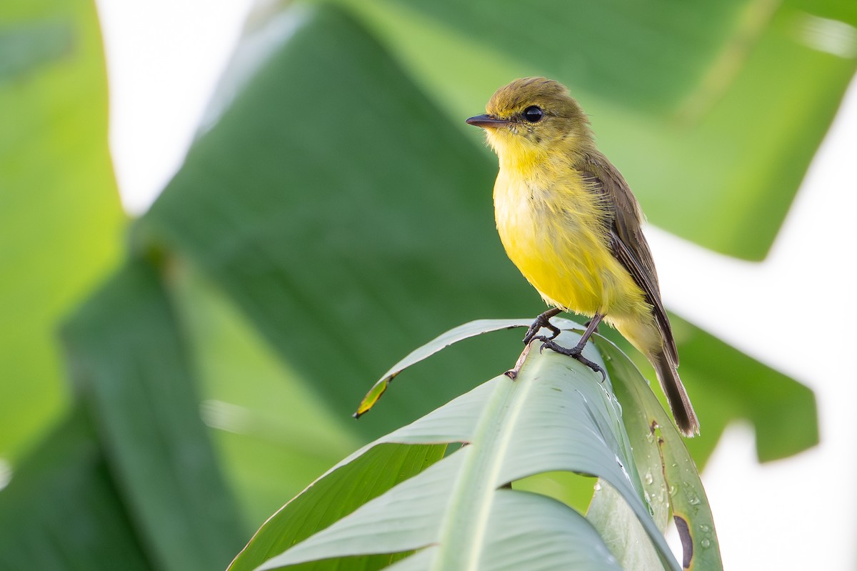 Golden-bellied Flyrobin - ML650736538