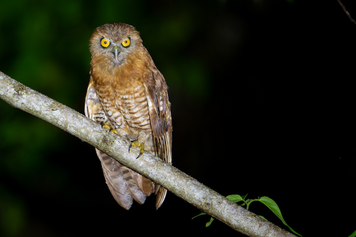 Tanimbar Boobook - ML650736540