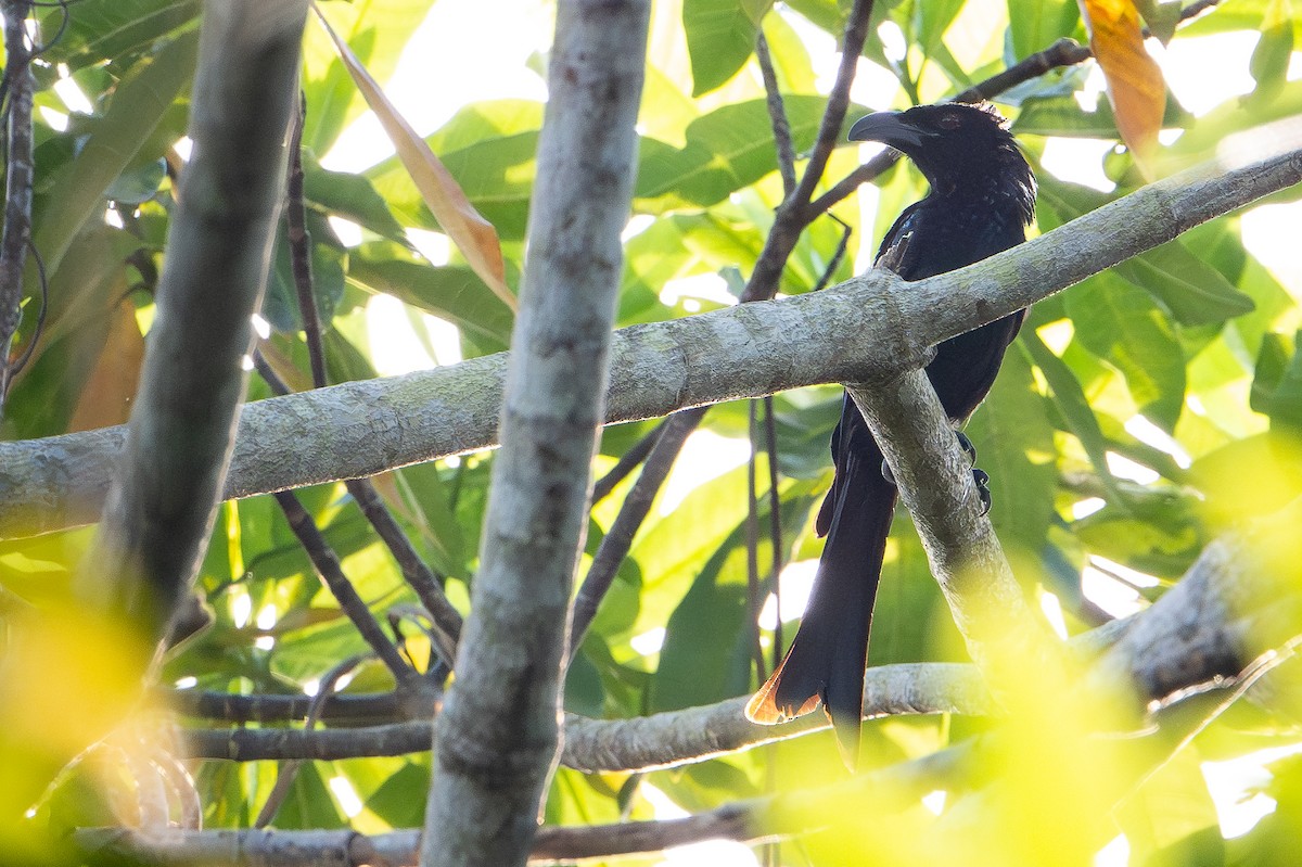 Wallacean Drongo (Tanimbar) - ML650736565