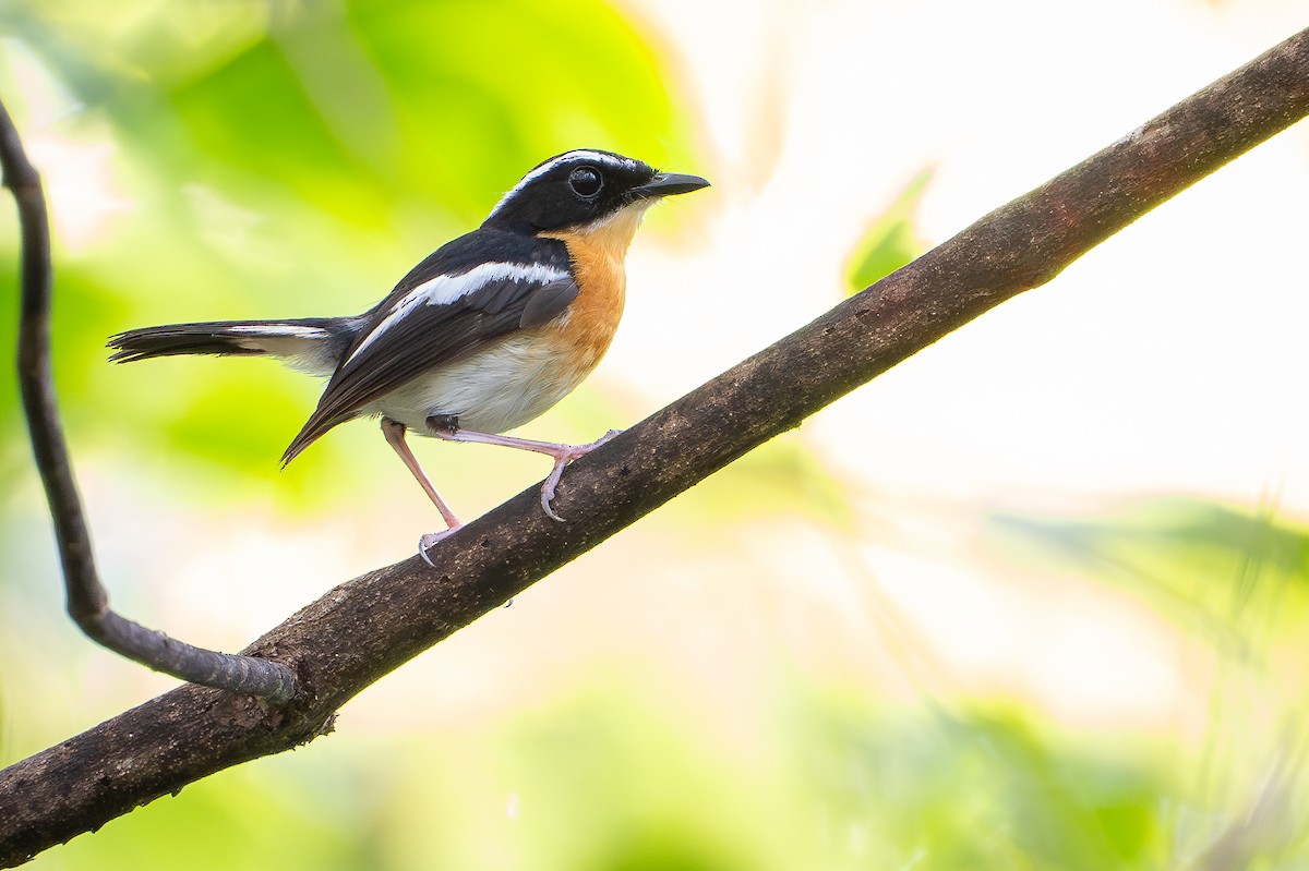 Tanimbar Flycatcher - ML650736568