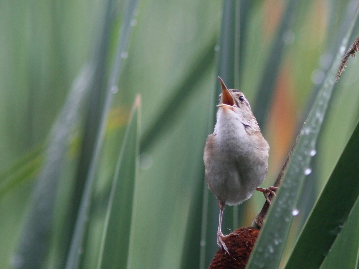 Marsh Wren - ML65073661