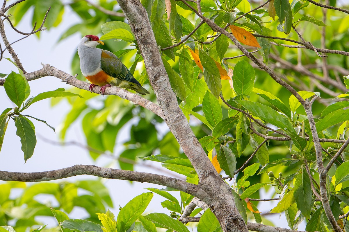 Wallace's Fruit-Dove - ML650736621