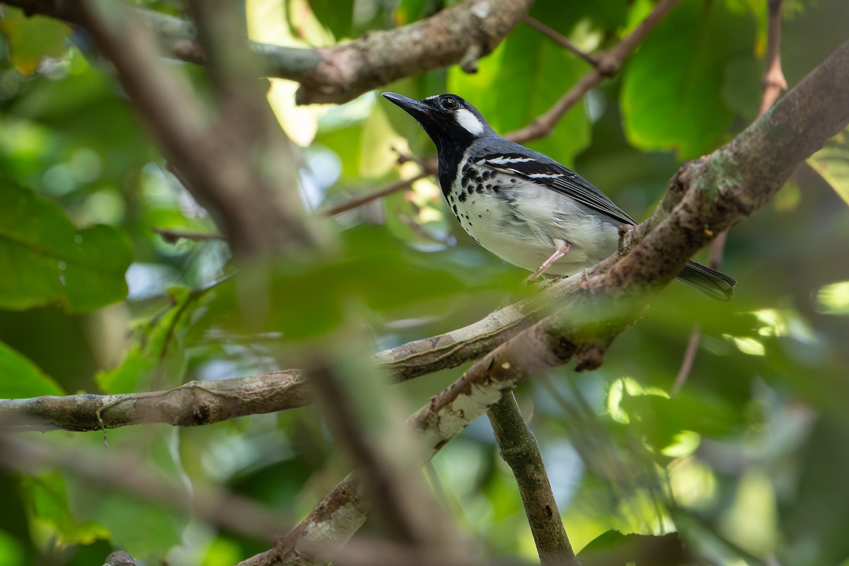 Slaty-backed Thrush - ML650736624