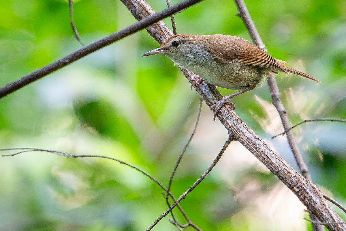Tanimbar Bush Warbler - ML650736626