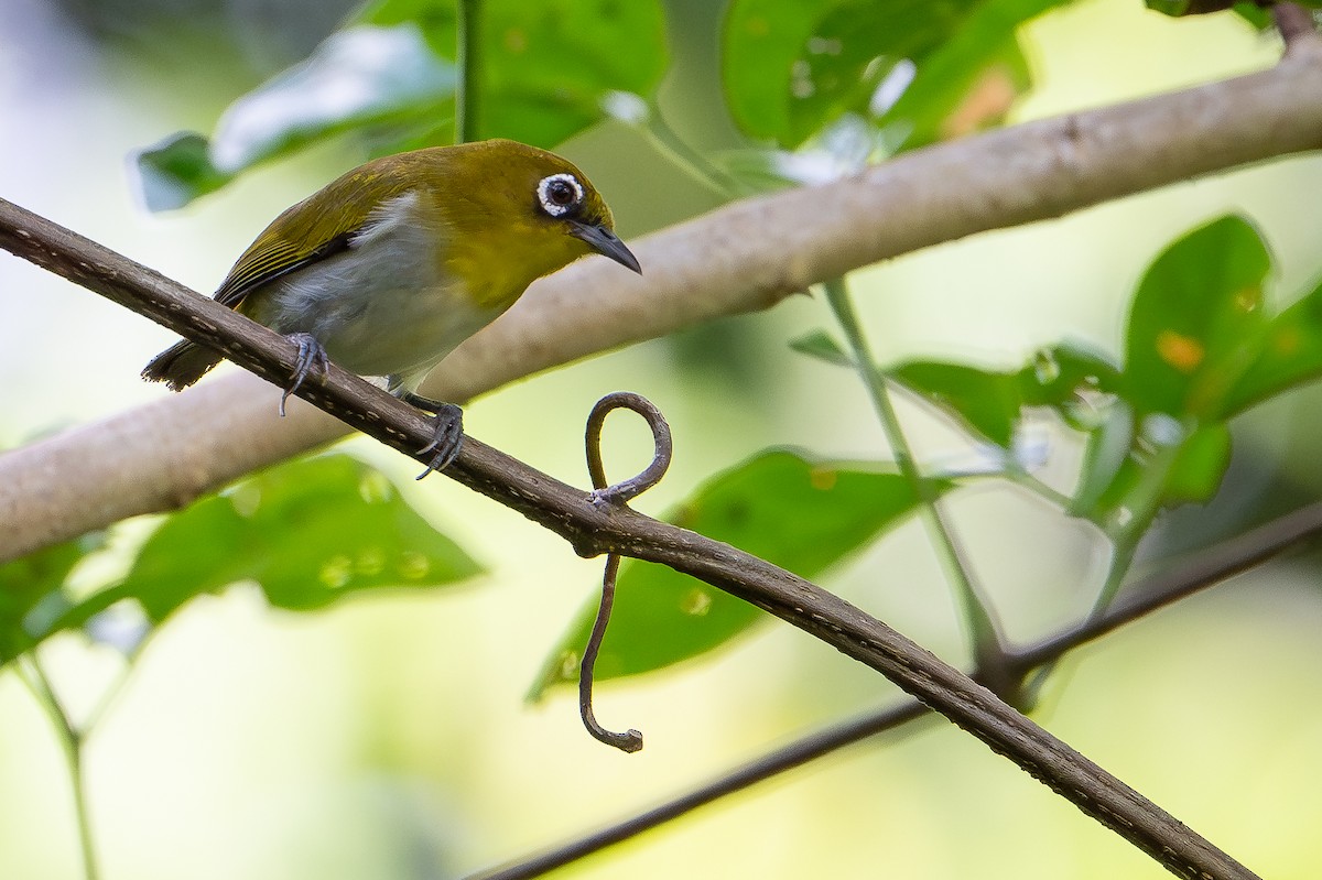 Ambon White-eye - ML650736637