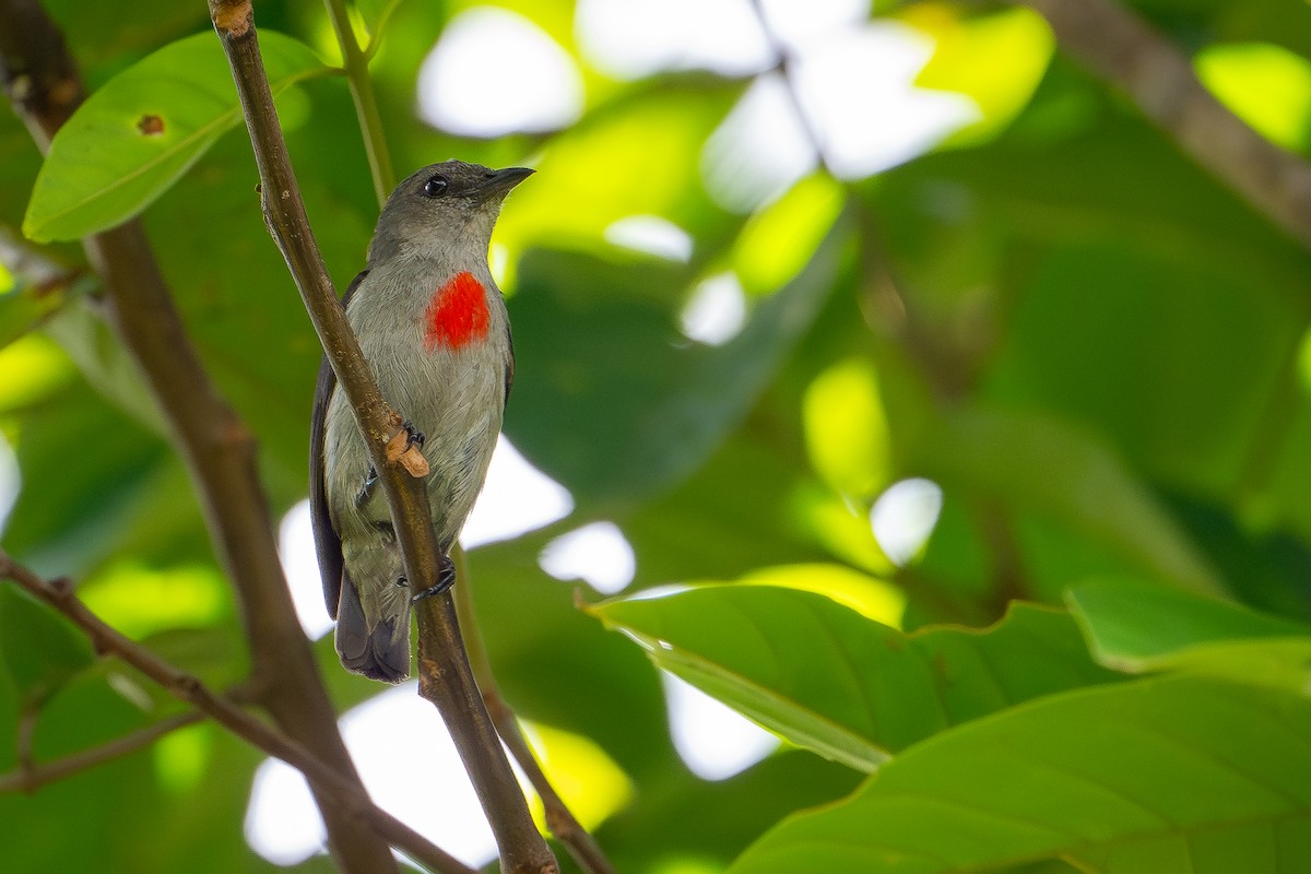 Ashy Flowerpecker - ML650736638