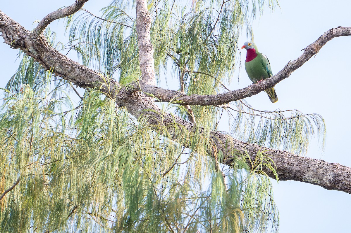 Claret-breasted Fruit-Dove - ML650736649