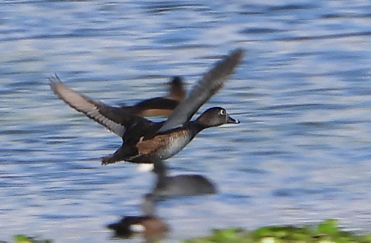 Ring-necked Duck - ML650736668