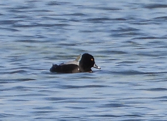 Ring-necked Duck - ML650736669