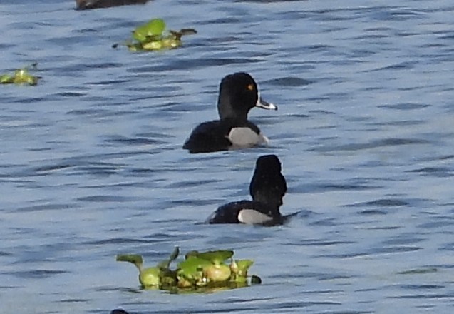 Ring-necked Duck - ML650736670