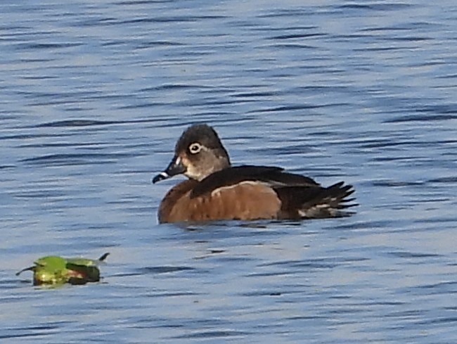 Ring-necked Duck - ML650736671