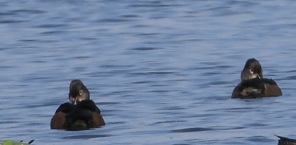 Ring-necked Duck - ML650736672