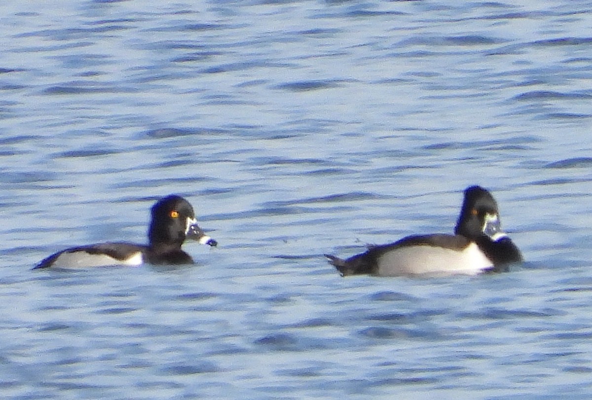 Ring-necked Duck - ML650736673