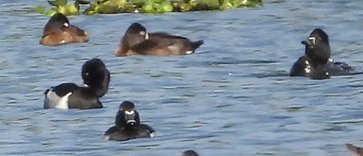 Ring-necked Duck - ML650736674