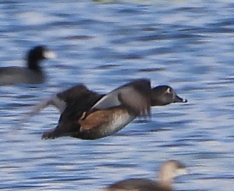 Ring-necked Duck - ML650736675