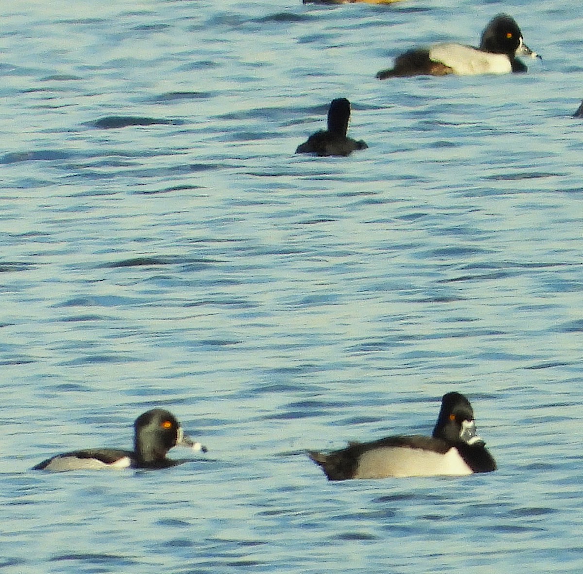Ring-necked Duck - ML650736676
