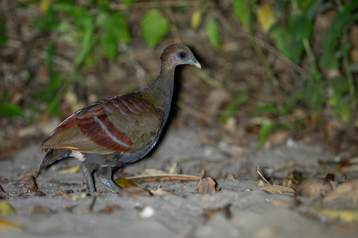 Moluccan Megapode - ML650736678