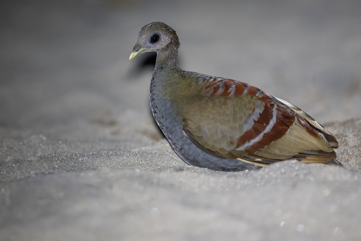 Moluccan Megapode - ML650736693