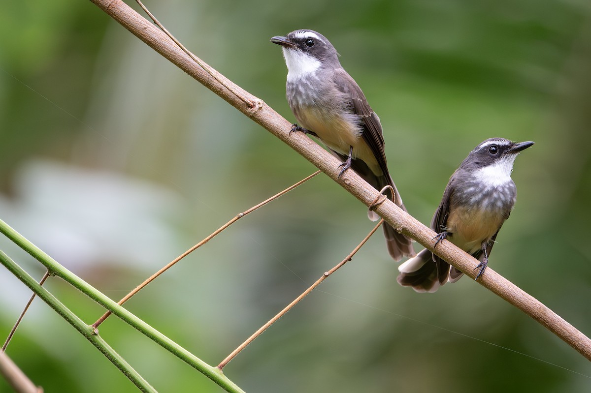 Northern Fantail (Kai) - ML650736718