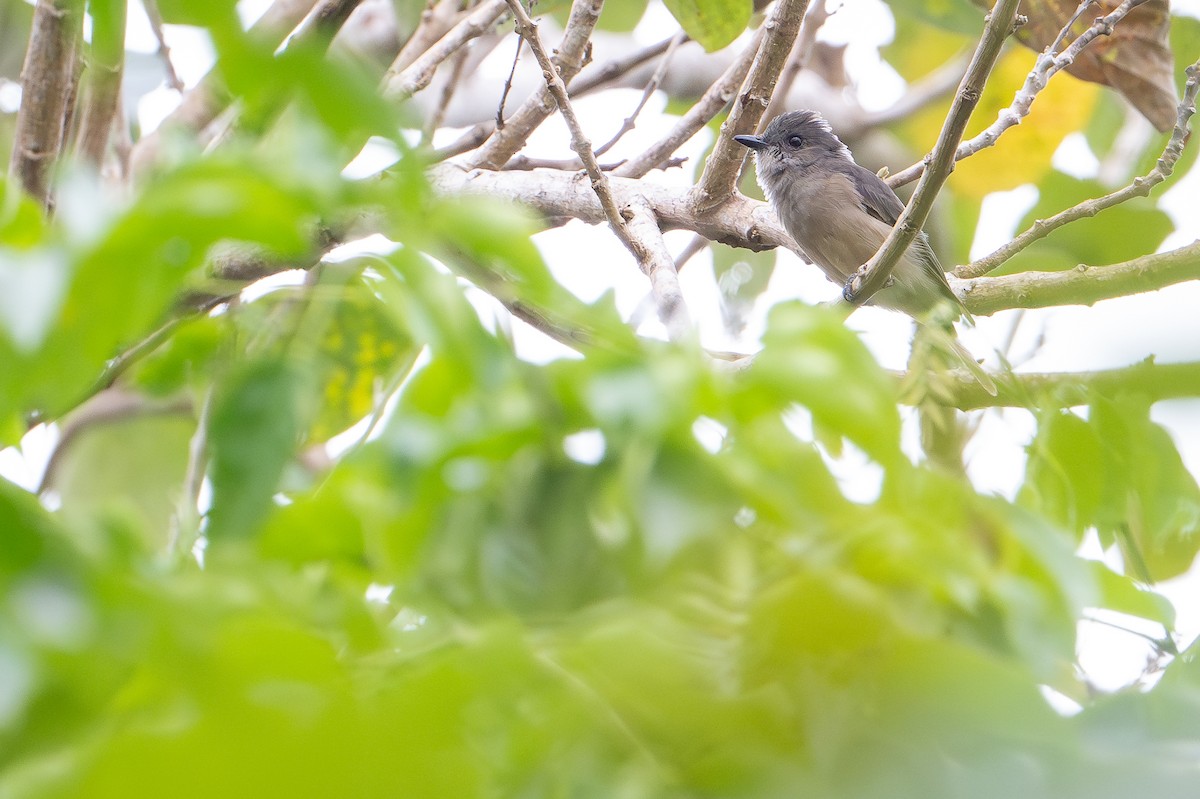 Drab Whistler (Kai) - ML650736721