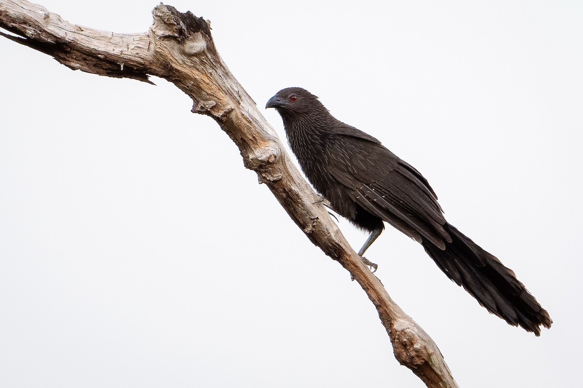 Pheasant Coucal (Kai) - ML650736741