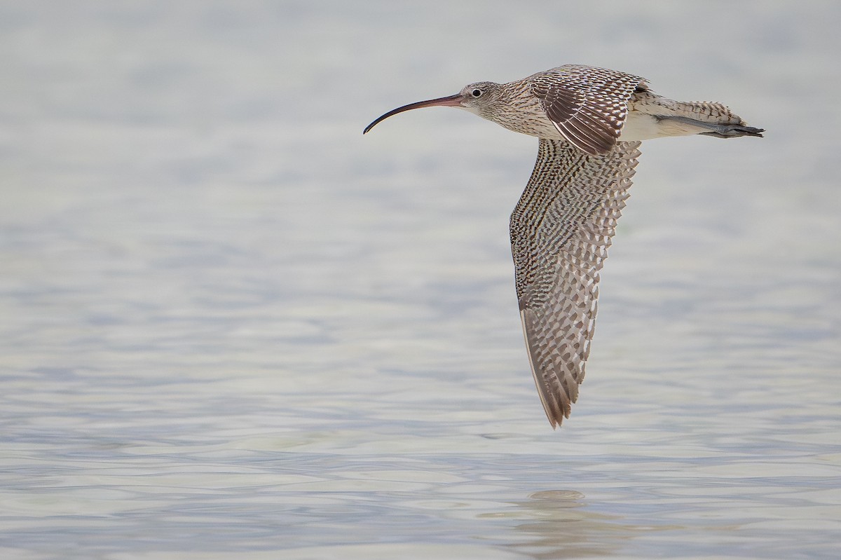 Far Eastern Curlew - ML650736768
