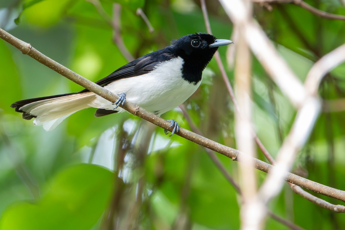 Kai Monarch - ML650736776