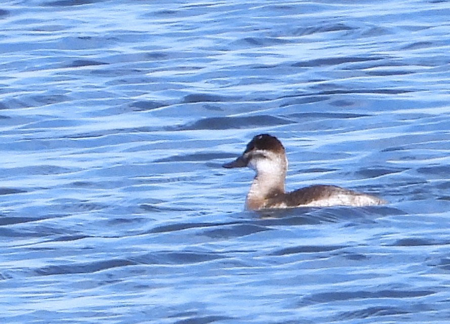 Ring-necked Duck - ML650736850