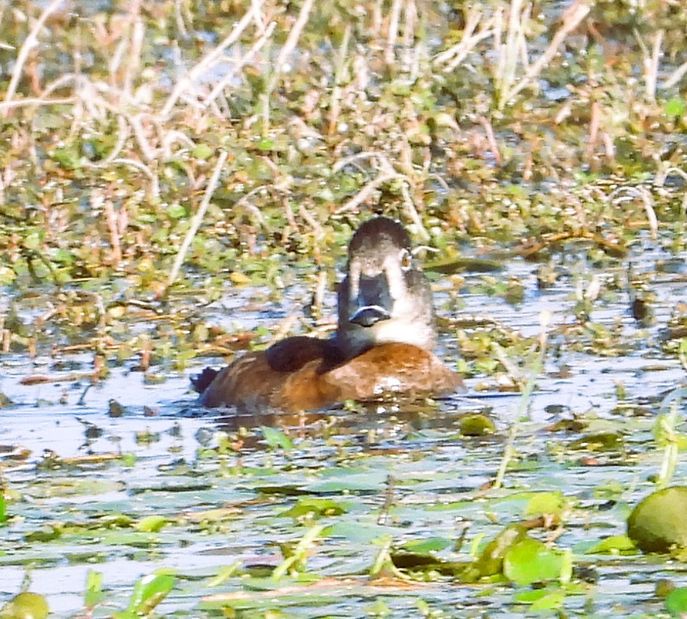 Ring-necked Duck - ML650736851