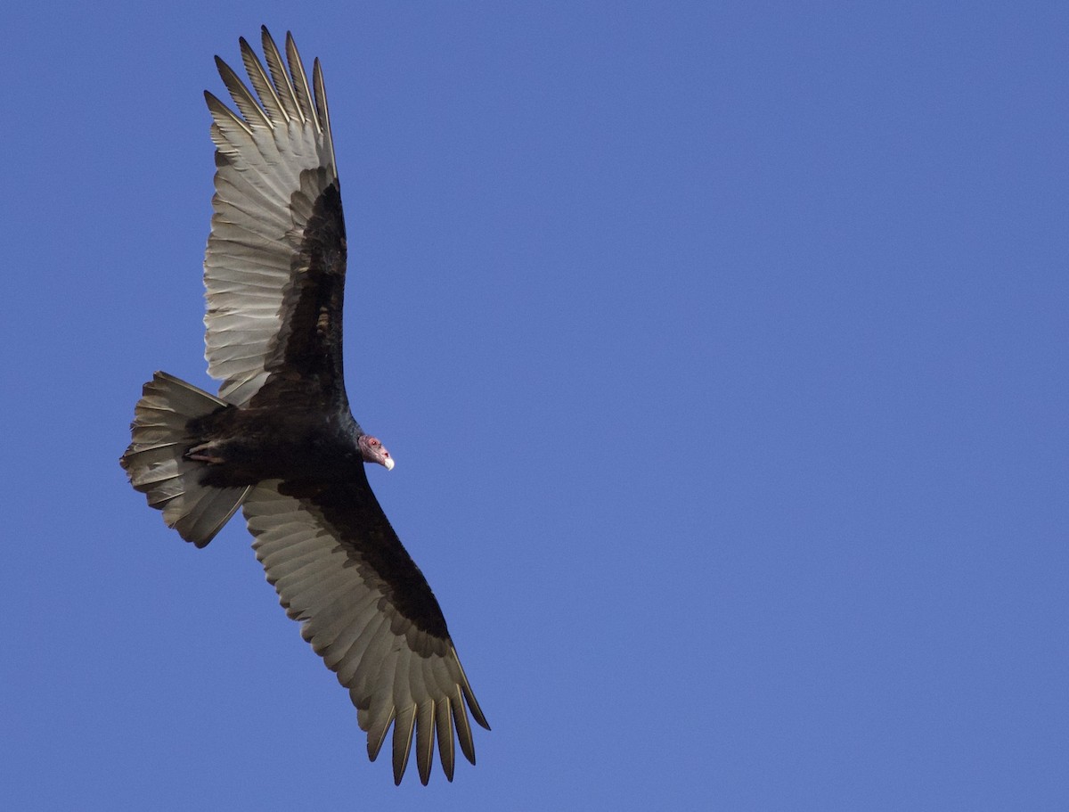 Urubu à tête rouge - ML650737006