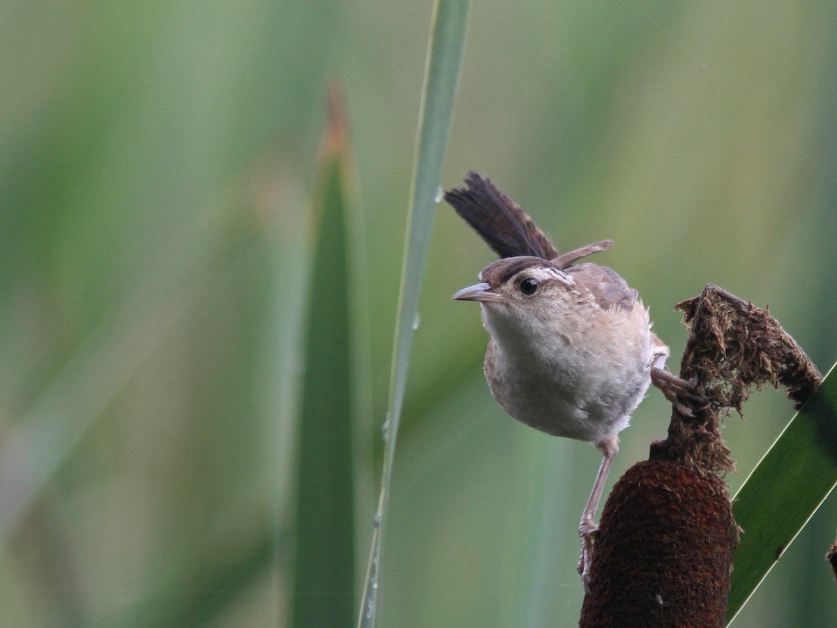 Marsh Wren - ML65073701