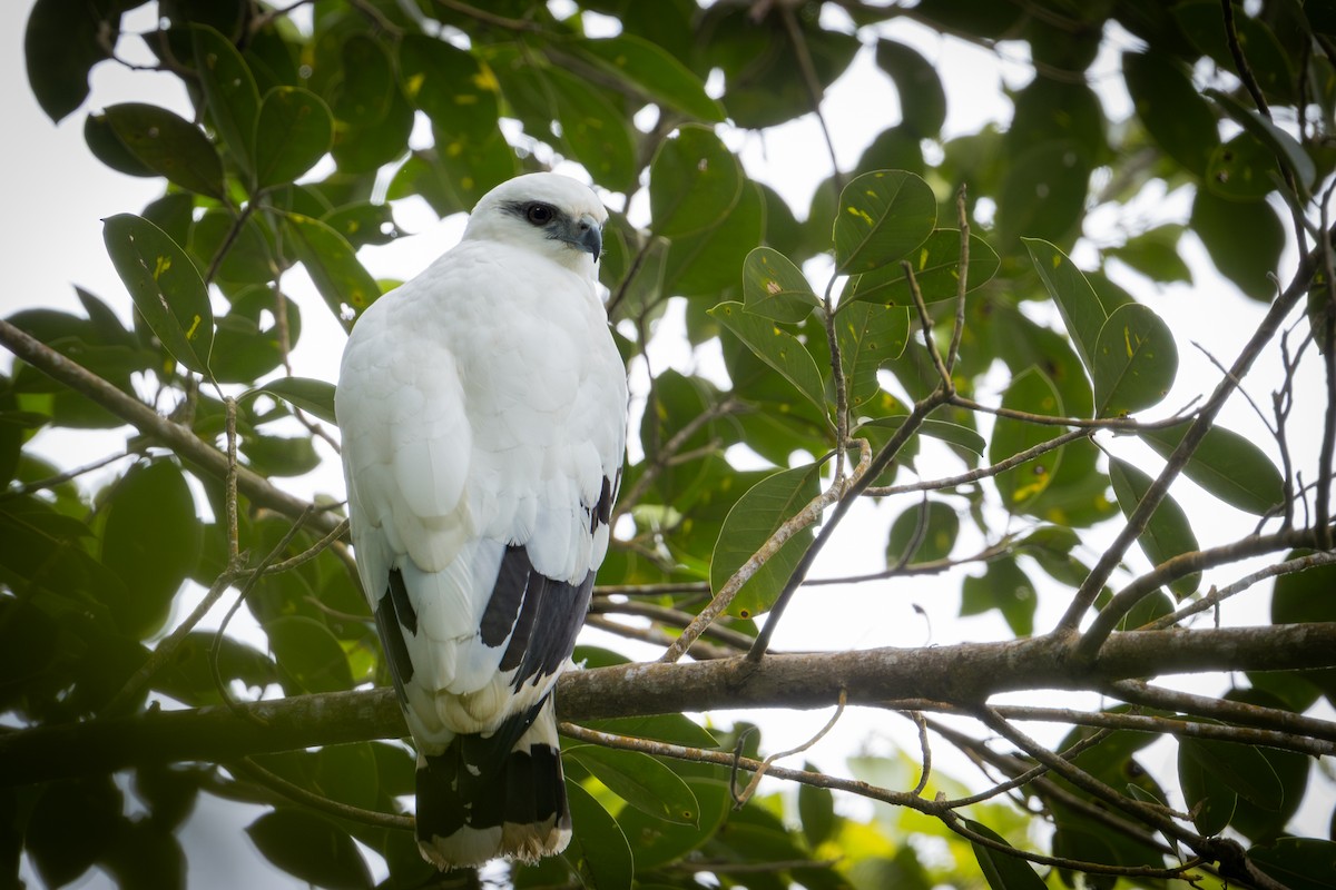 Busardo Blanco - ML650737071