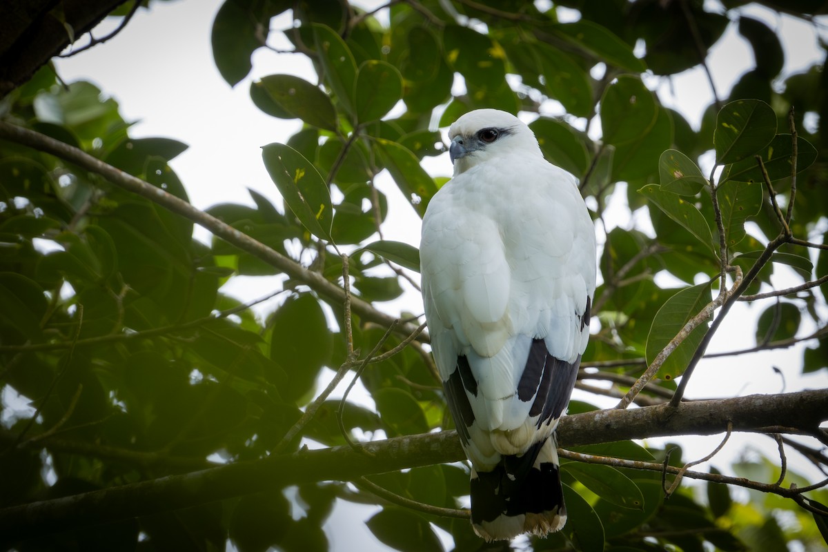 Busardo Blanco - ML650737074