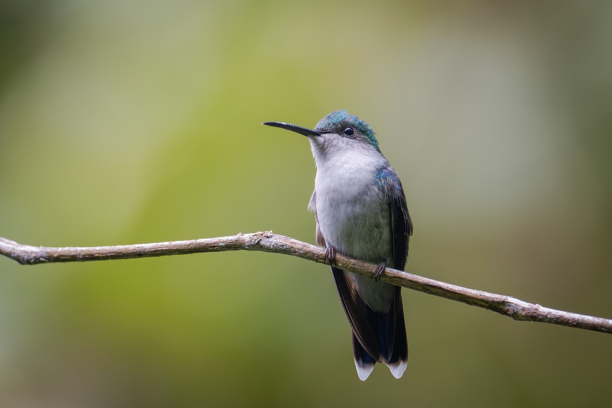 Zafiro Coronado - ML650737080