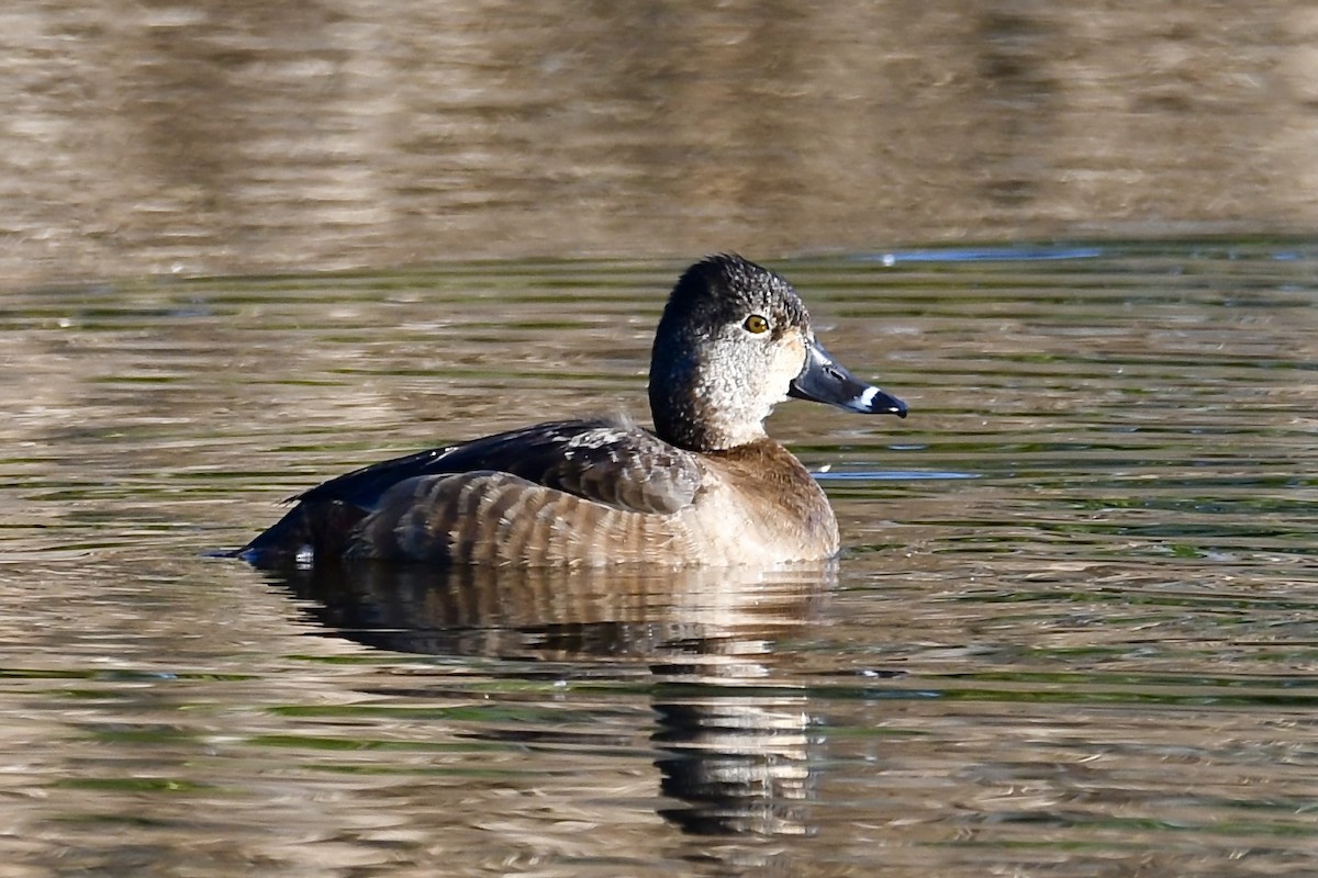 Ring-necked Duck - ML650737145